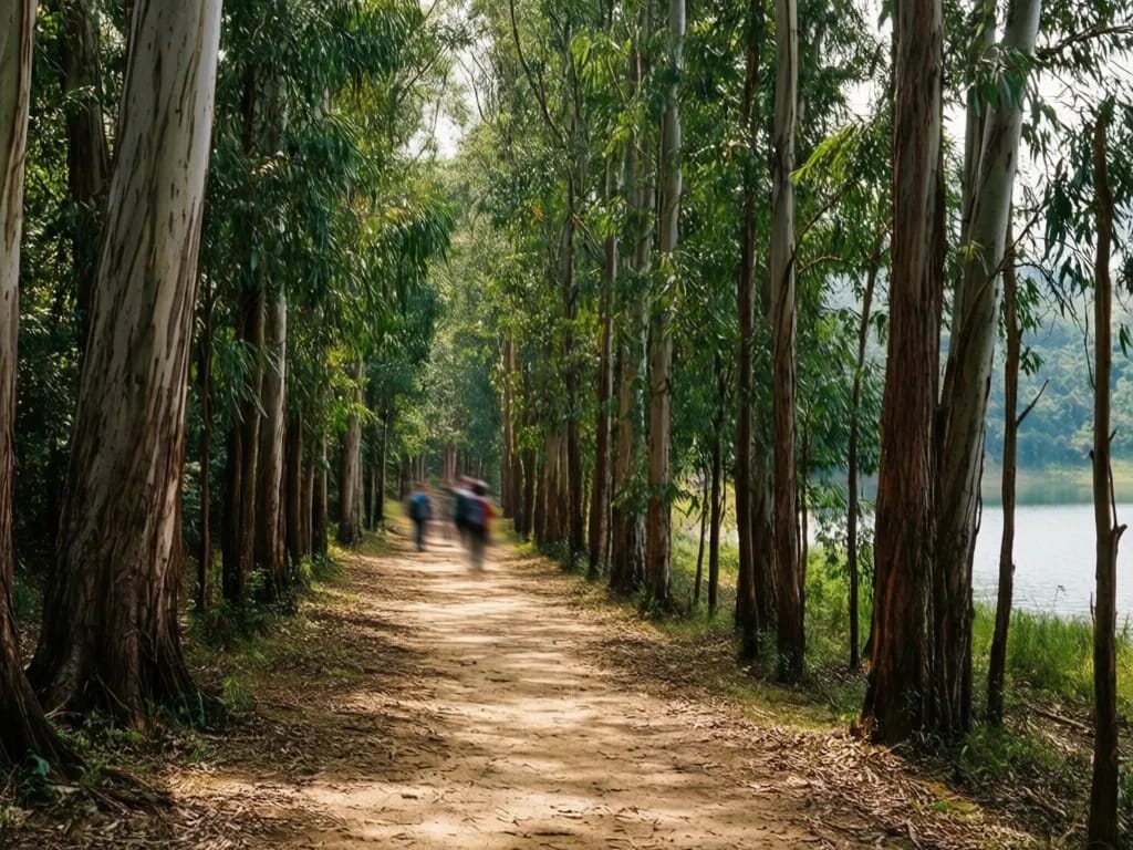 Footpath through the eucalyptus grove on the southern bank of the reservoir