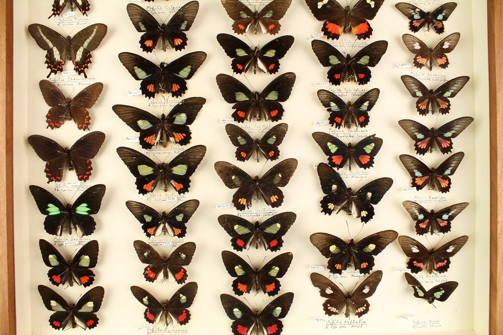 Dense rows of pinned swallowtail butterflies arranged by species in a museum collection drawer