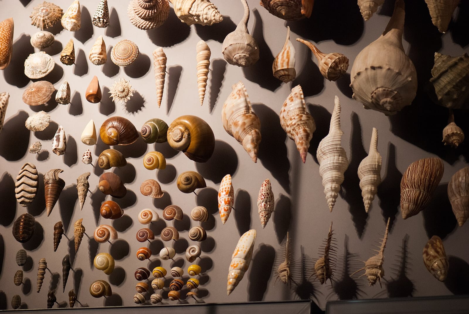 Display of tropical sea shells of many species, from large conchs and tritons to rows of small spiral shells