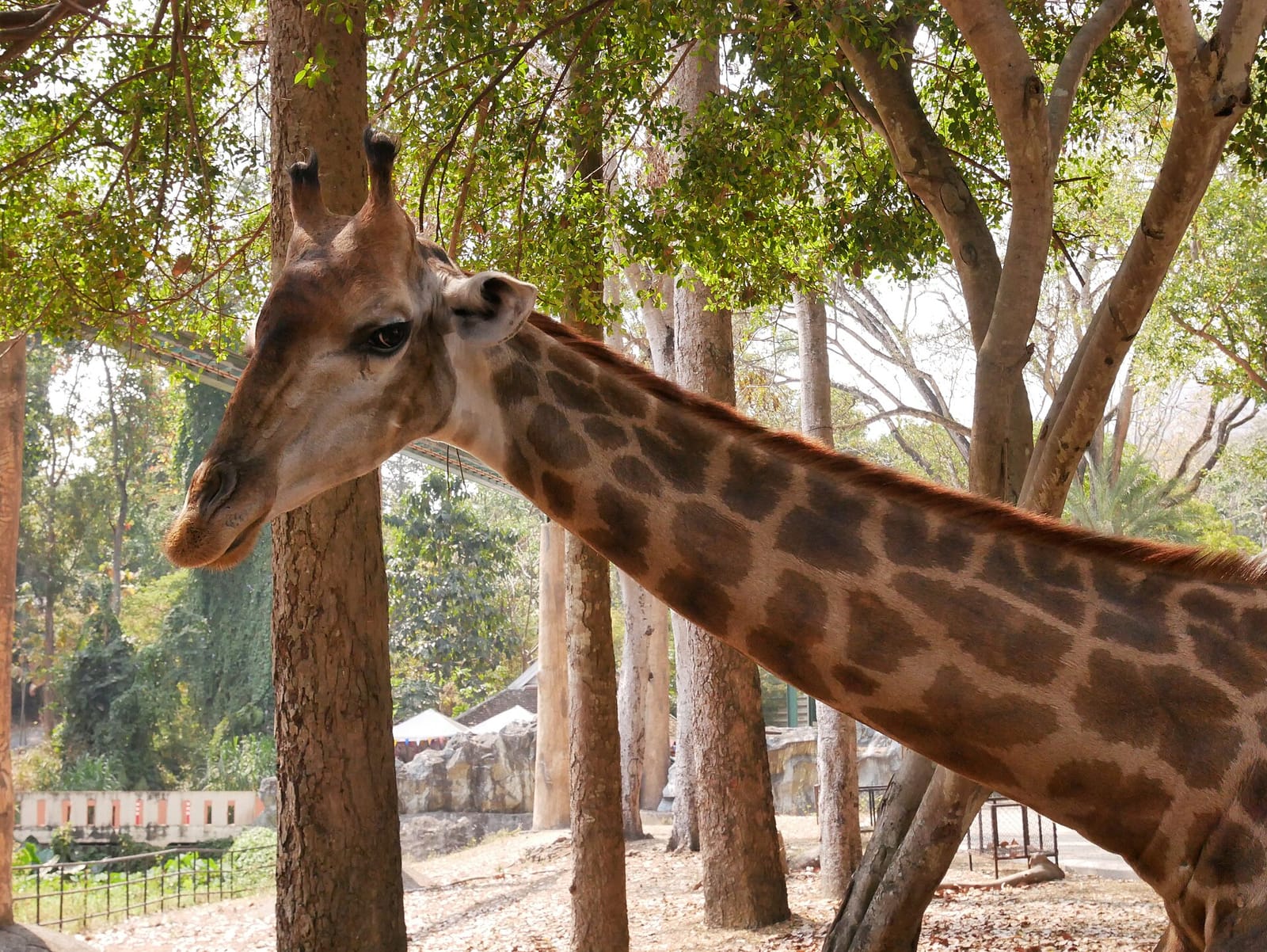 Giraffe in its tree-shaded enclosure at the upper level of Chiang Mai Zoo