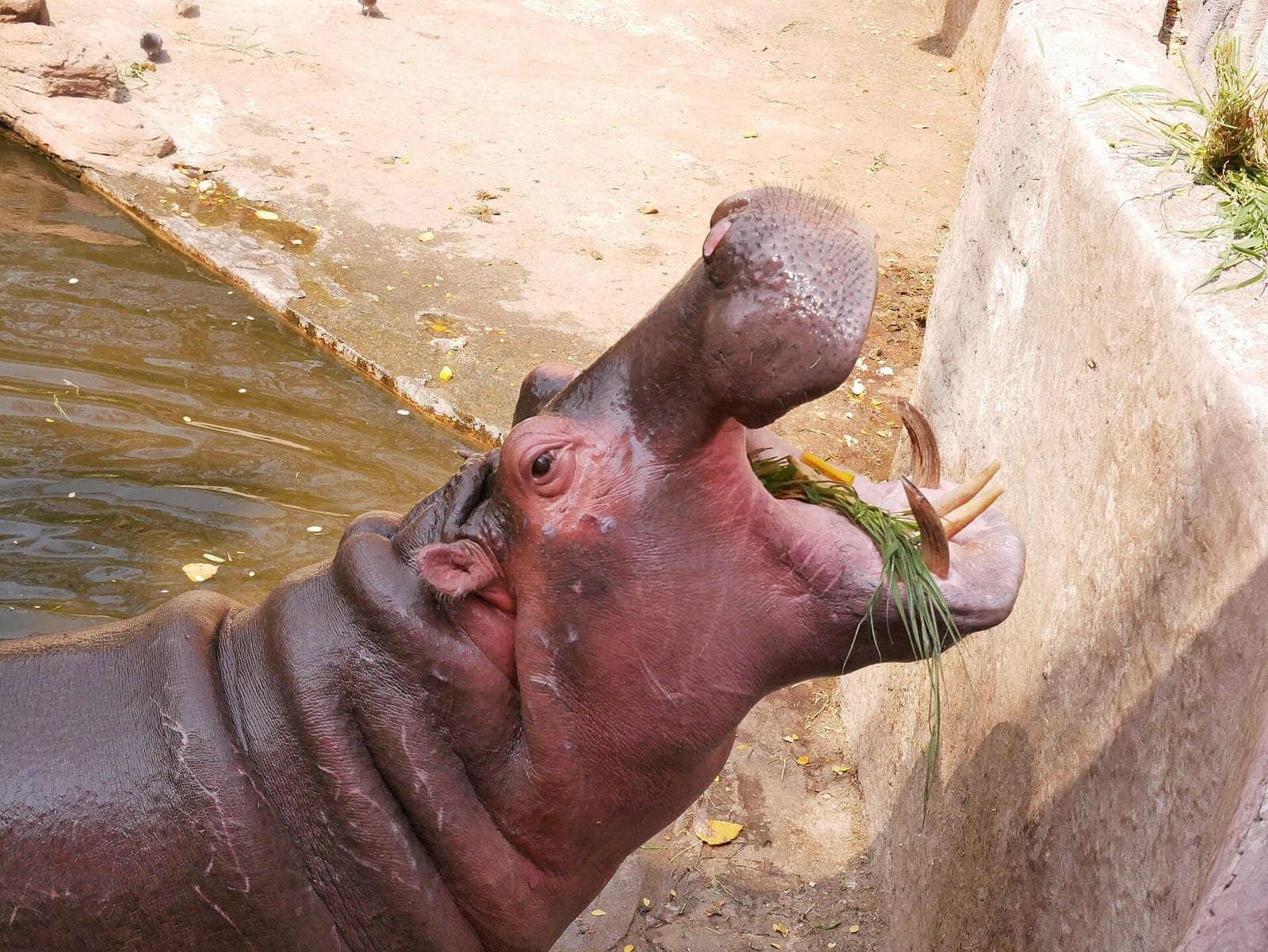 Hippopotamus opening its mouth for food at the edge of its pool at Chiang Mai Zoo