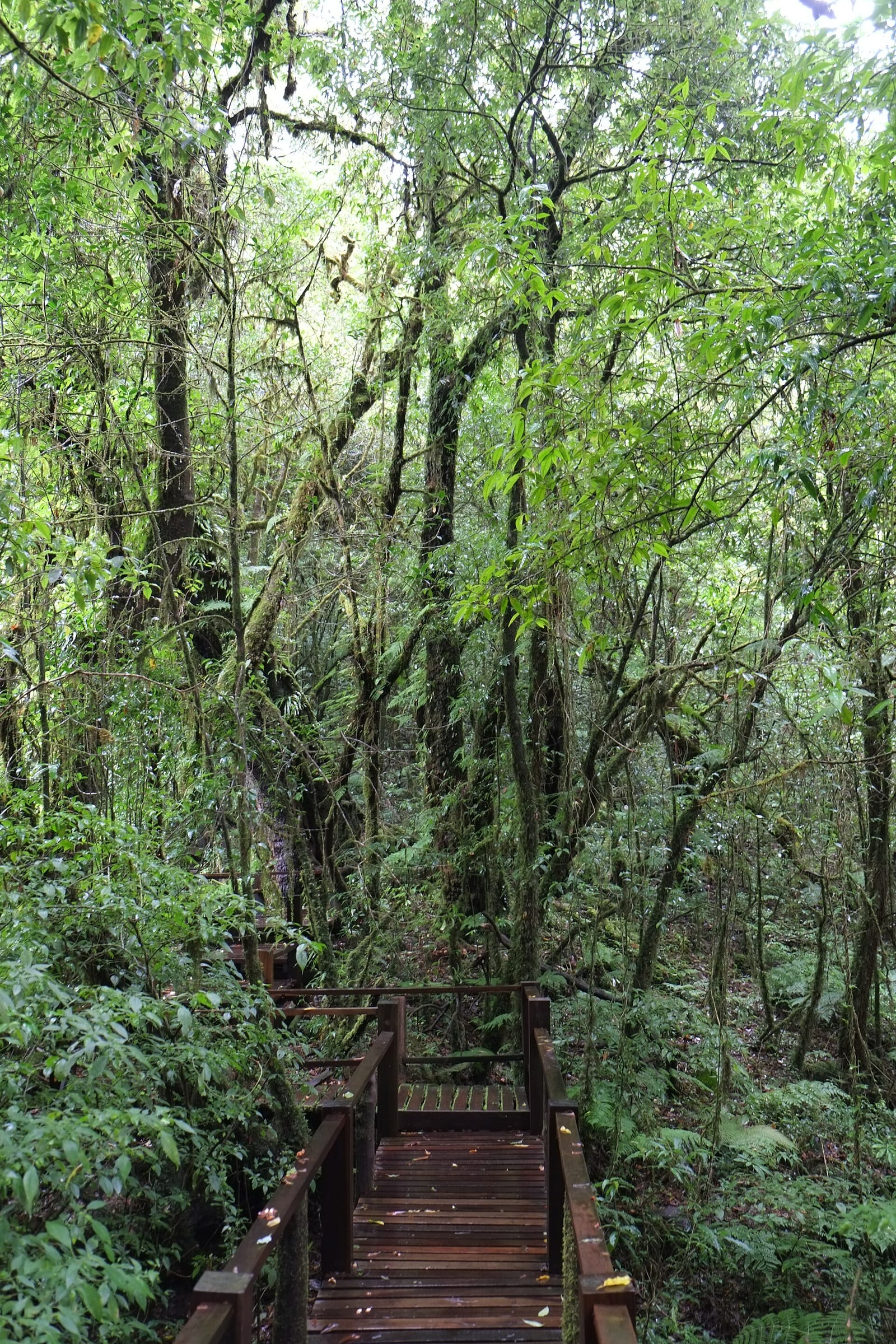 Mossy cloud forest along the Ang Ka boardwalk near the summit of Doi Inthanon