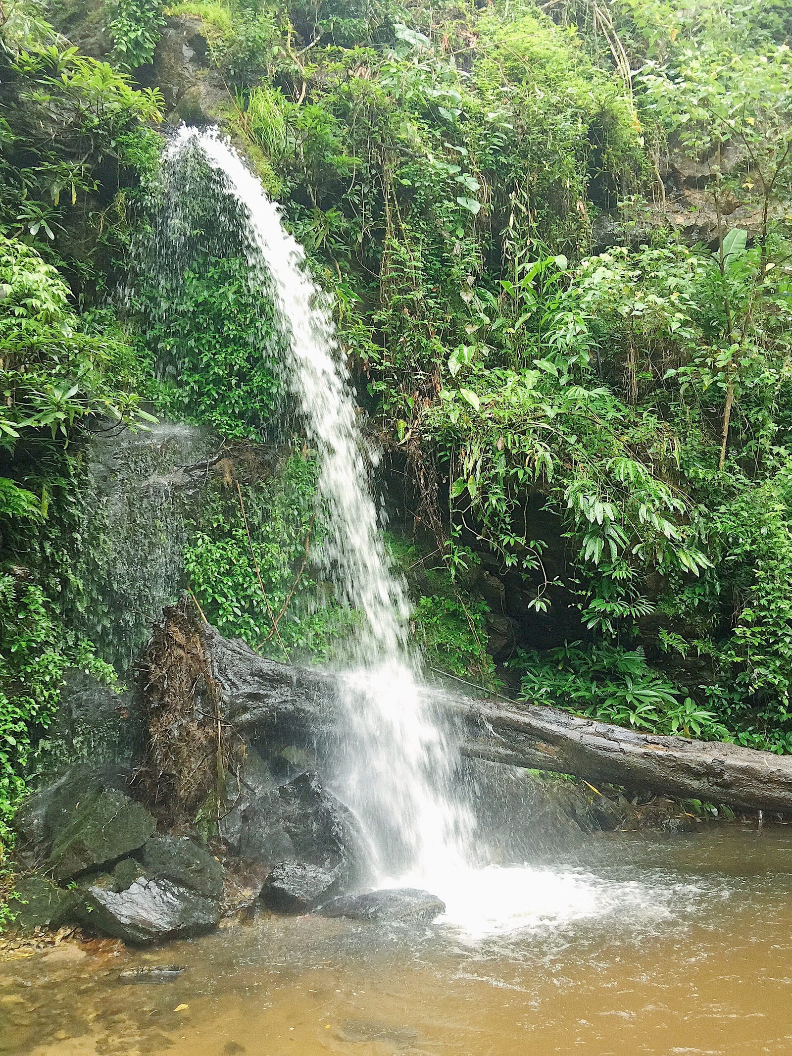 Monthathan waterfall flowing over mossy rock through evergreen forest on the lower slopes of Doi Suthep