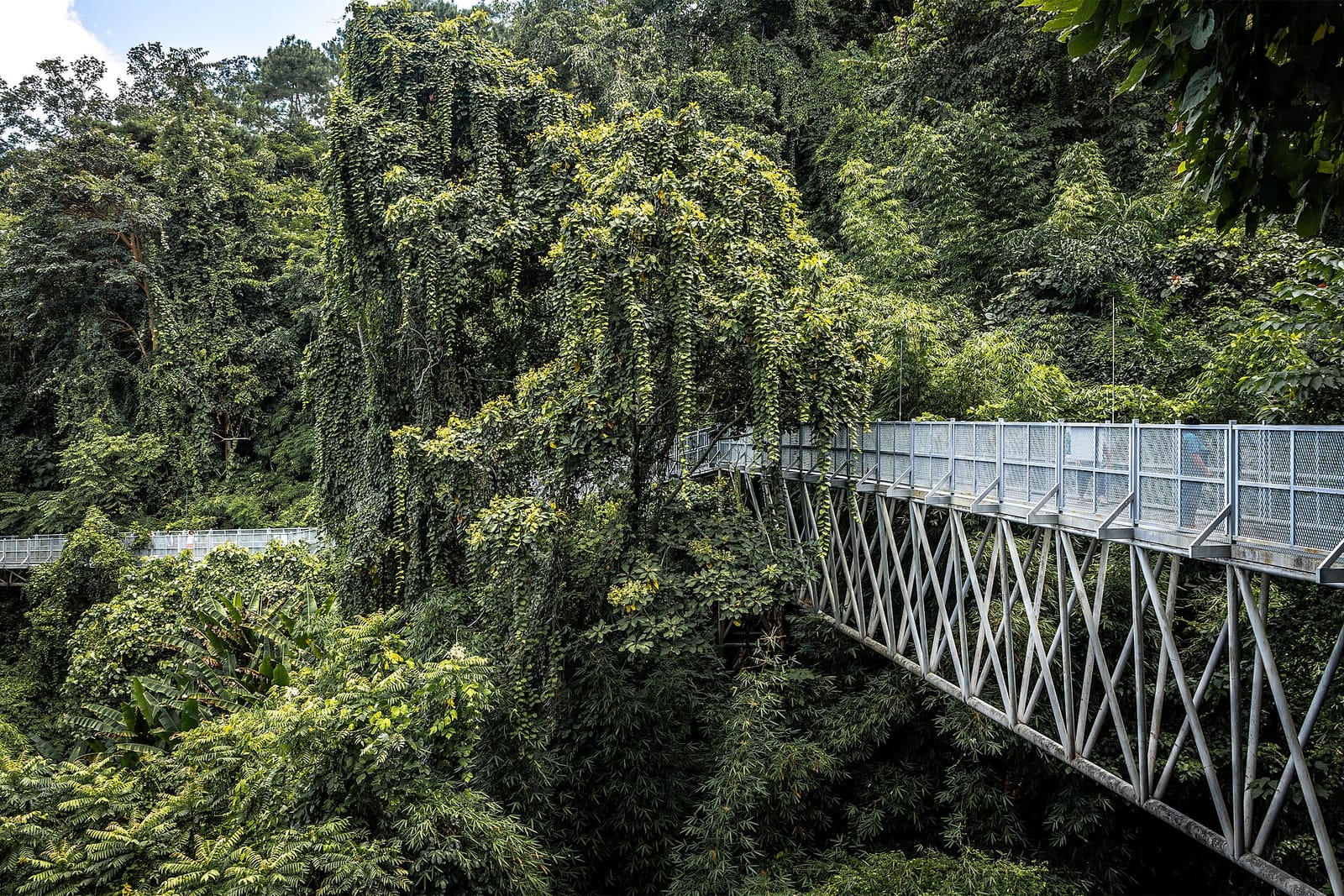 Canopy walkway at Queen Sirikit Botanic Garden running through the upper rainforest