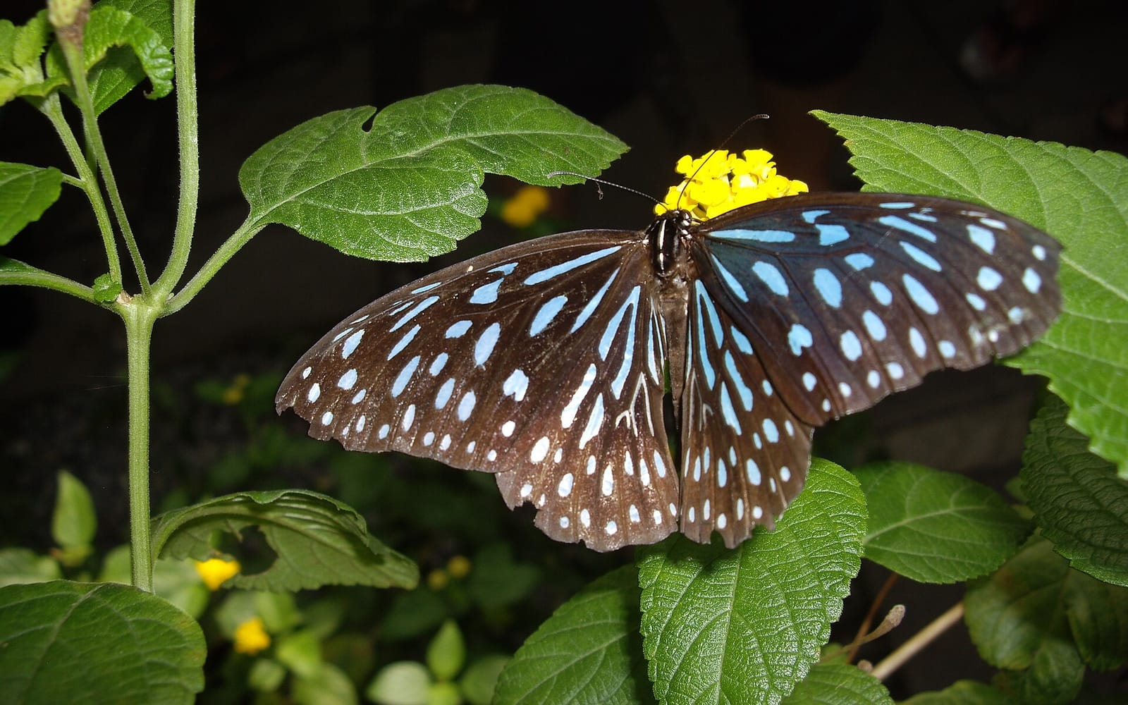 Tropical butterfly settled on a yellow lantana flower at a butterfly farm in Mae Rim