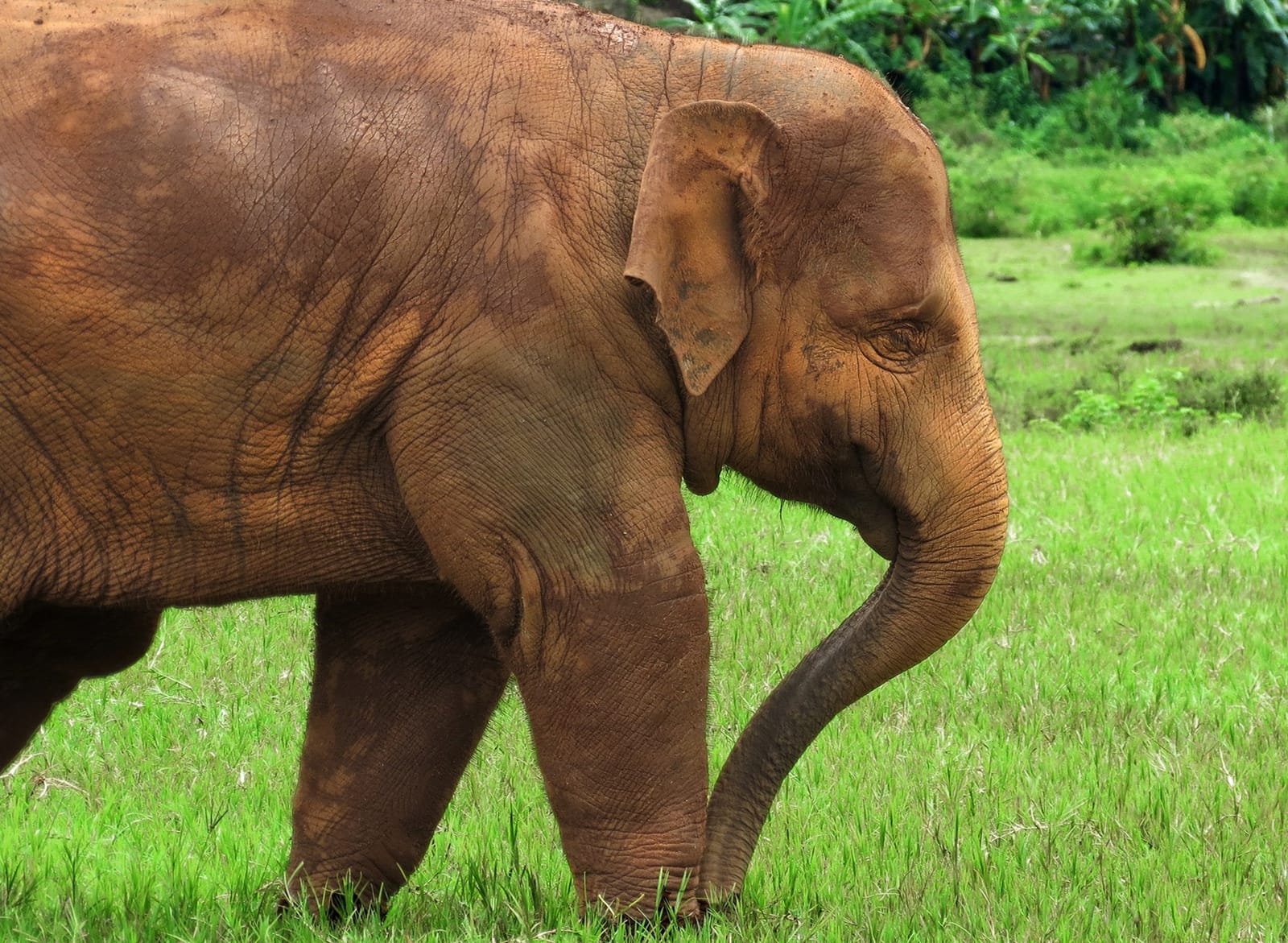 Rescued elephant grazing in open grassland at Elephant Nature Park