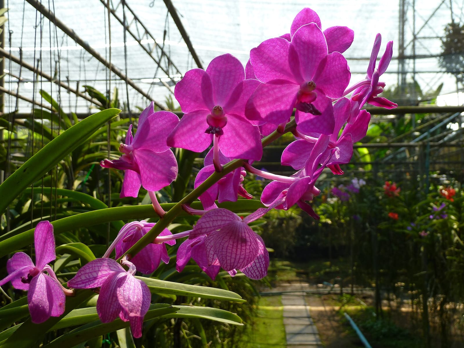 Sprays of pink vanda orchids blooming in a shade house at a Mae Sa Valley orchid farm