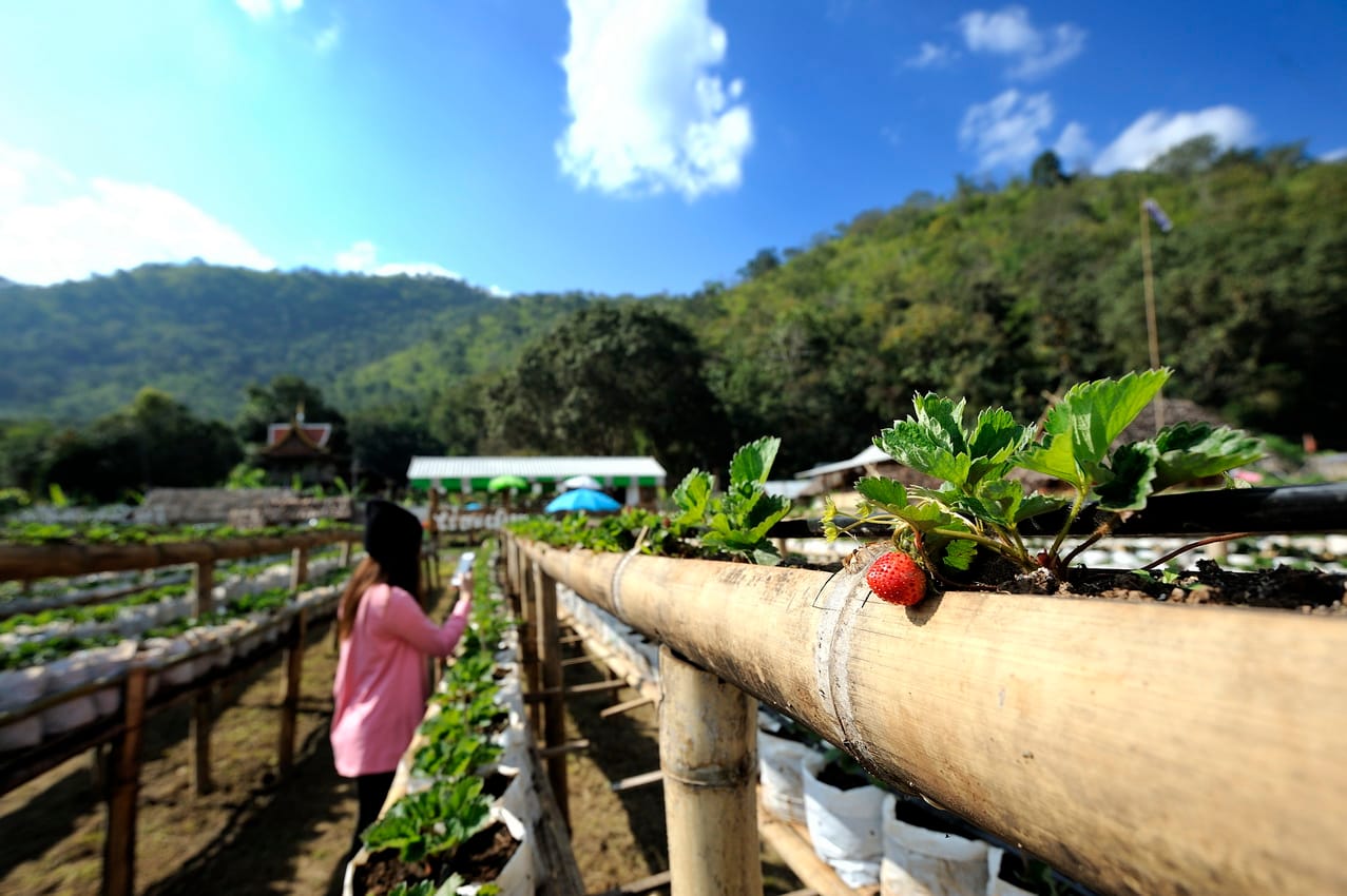 Strawberry plants growing on raised bamboo beds at a farm near Samoeng