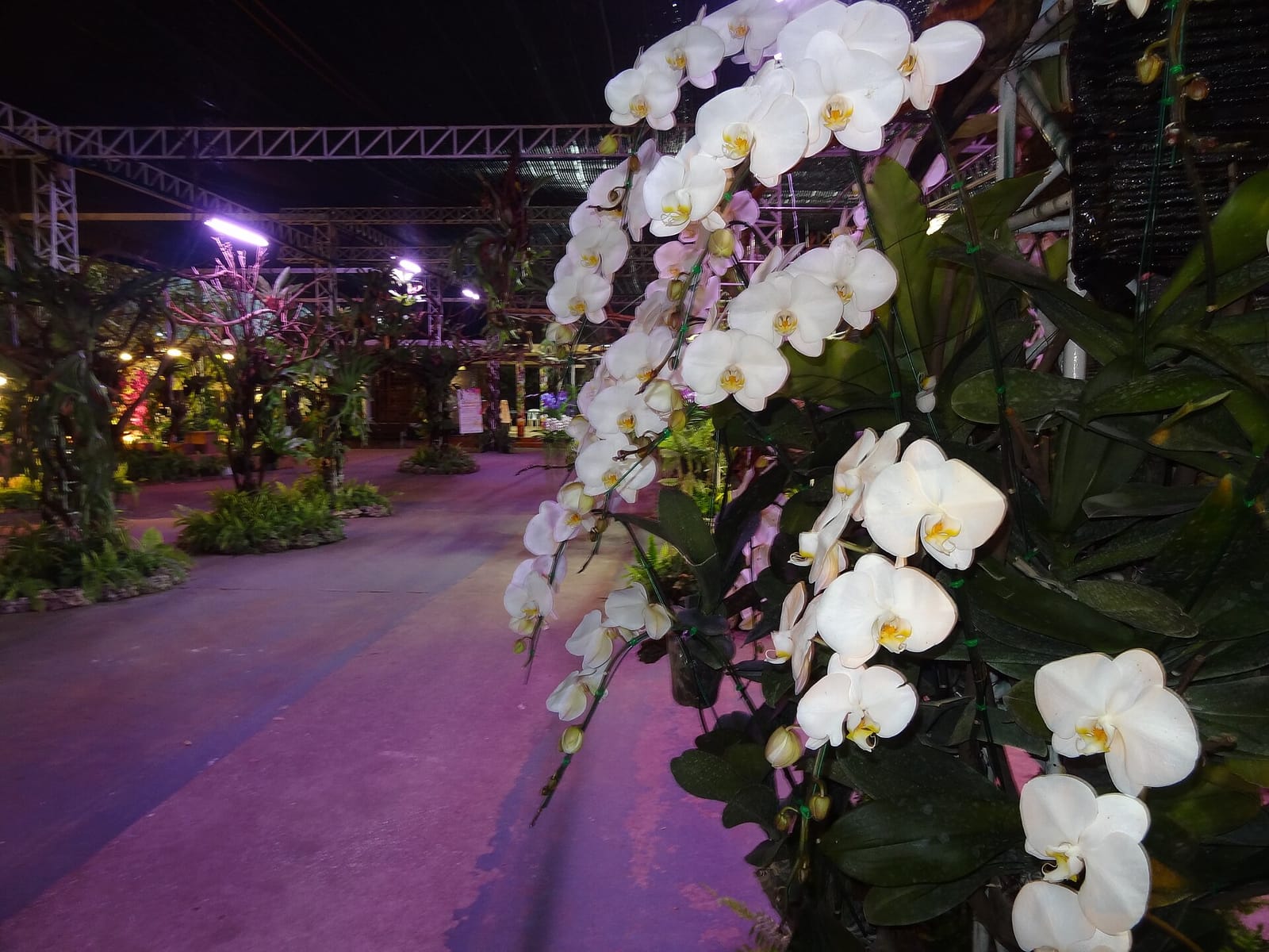 White Phalaenopsis orchid display in the night-lit orchid pavilion at Royal Flora Ratchaphruek