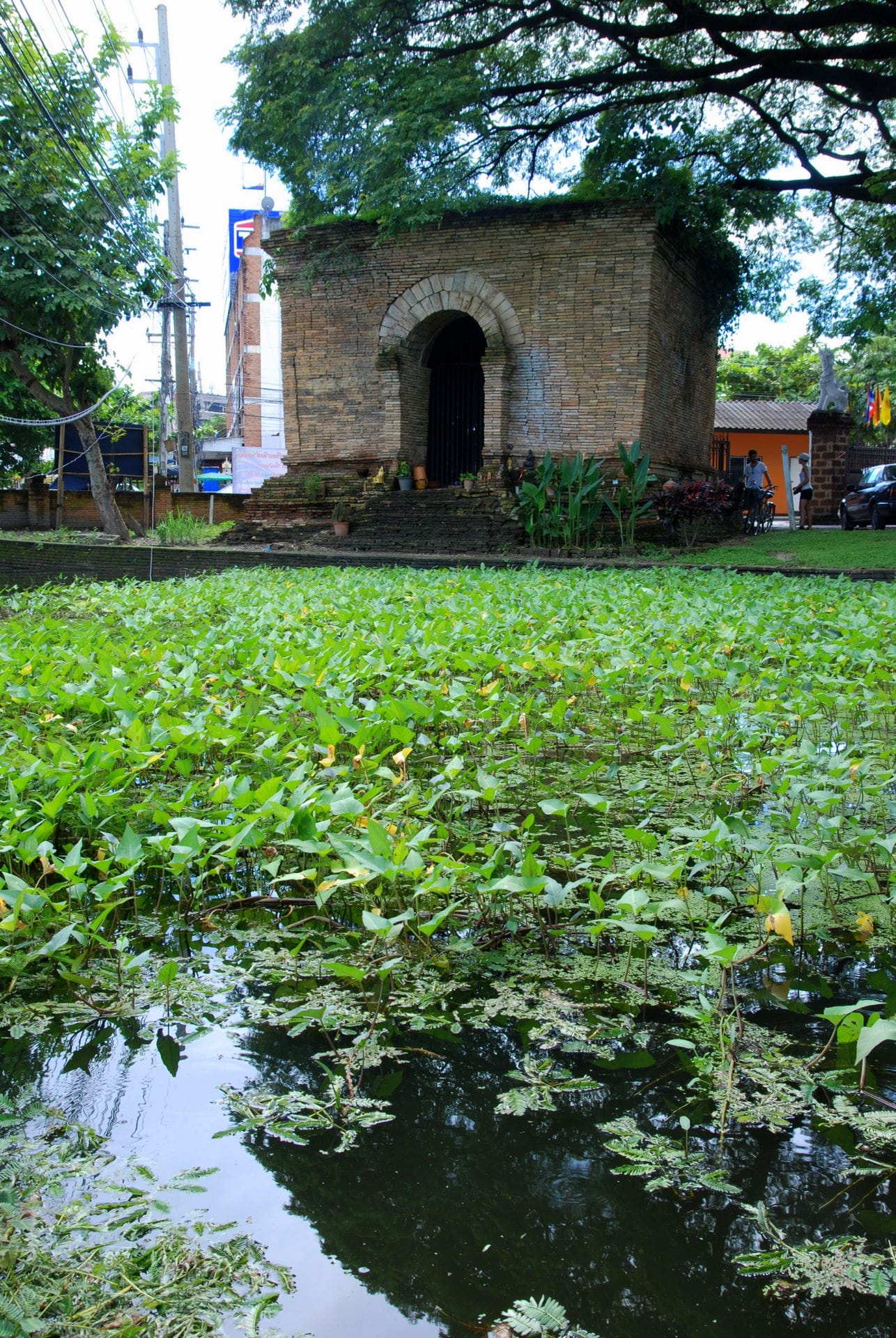Plant-covered Mucalinda pond in the temple grounds with the brick mondop behind