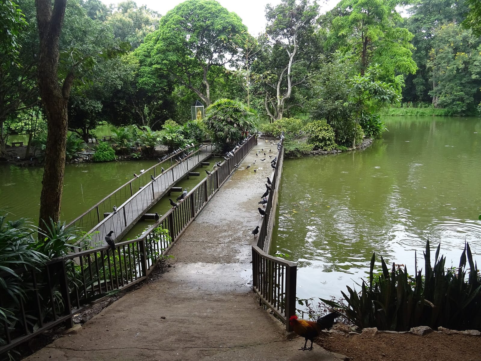 Lake at the base of the temple grounds at Wat Umong, with a railed walkway leading to the wooded island and birds gathering